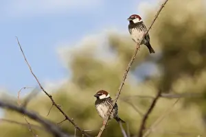 Spanish Sparrow - two adult males perching on undergrowth - Extremadura, Spain