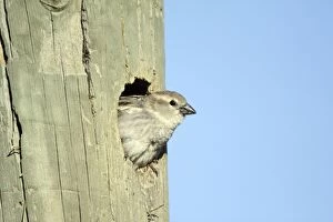 Spanish Sparrow - female emerging from nest in telegraph pole