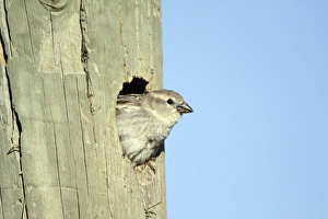 Images Dated 27th April 2009: Spanish Sparrow - female emerging from nest in telegraph pole