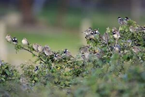 Images Dated 31st March 2008: Spanish Sparrow - flock, at bramble hedge roosting place