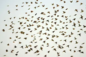 Spanish Sparrow - flock in flight, Alentejo, Portugal