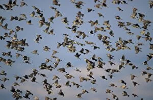 Spanish SPARROW - Flock flying