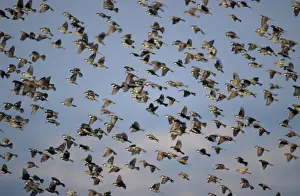 Spanish Sparrow - Flock flying. Israel