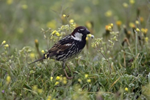 Images Dated 13th April 2007: Spanish Sparrow - male bird searching for food, Extremadura, Spain