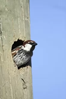 Images Dated 27th April 2009: Spanish Sparrow - male emerging from nest in telegraph pole