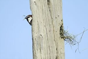 Spanish Sparrow - male emerging from nest in telegraph pole