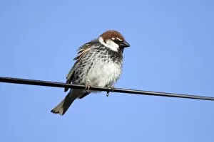 Images Dated 27th April 2009: Spanish Sparrow - male perched on electric cable