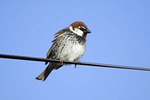 Images Dated 27th April 2009: Spanish Sparrow - male perched on electric cable