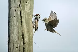 Spanish Sparrow - pair with nest material at nest entrance in telegraph pole
