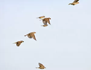 Spanish sparrows - in flight