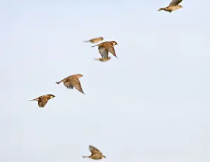 Mediterranean Prints: Spanish sparrows – in flight Cyrpus 003998