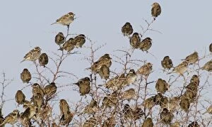 Spanish Sparrows - flock in bush