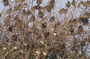 Spanish Sparrows - Flock in tree