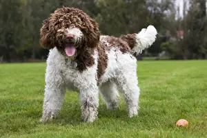 Spanish Water dog or Perro de Agua Espanol