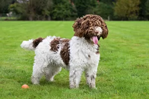 Images Dated 11th October 2009: Spanish Water dog or Perro de Agua Espanol
