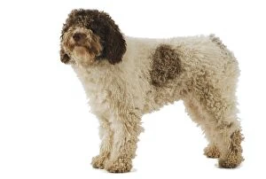 Images Dated 14th August 2009: Spanish Water Dog - in studio