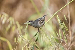 Cyprus Gallery: Spanish / Willow Sparrow