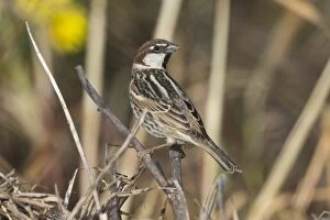 Images Dated 4th April 2014: Spanish / Willow Sparrow