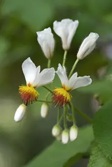 Madeira Prints: Sparmannia africana - Location - Palheiro Gardens