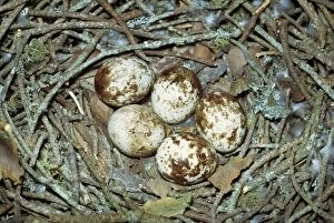 Images Dated 26th May 2006: Sparrow Hawk Eggs
