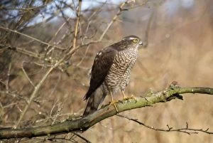 Images Dated 25th September 2006: Sparrowhawk