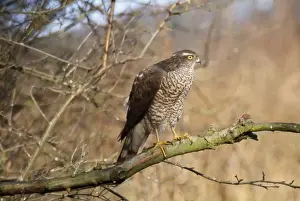 Sparrowhawk