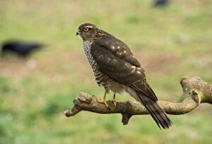 Images Dated 13th October 2009: Sparrowhawk
