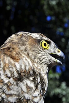 Ornithology Gallery: Sparrowhawk (Accipiter nisus)