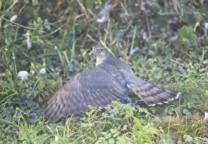 Sparrowhawk - adult female shielding its Wood Pigeon kill