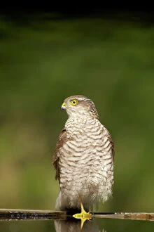 Sparrowhawk - Female after bathing in forest pool