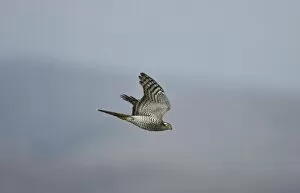 Sparrowhawk - female in flight