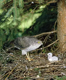 Sparrowhawk Prints: Sparrowhawk - female at nest with young. West Sussex, UK