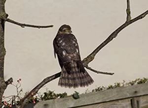 Images Dated 3rd November 2014: Sparrowhawk female perched on tree branch drying