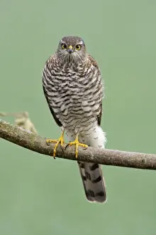 Sparrowhawk - female sitting on branch, Lower Saxony, Germany
