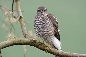 Images Dated 23rd December 2008: Sparrowhawk - female sitting on branch, Lower Saxony, Germany