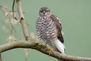 Sparrowhawk - female sitting on branch, Lower Saxony, Germany