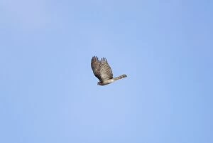 Images Dated 3rd September 2009: Sparrowhawk - in flight - September