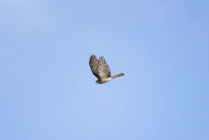 Images Dated 3rd September 2009: Sparrowhawk - in flight - September