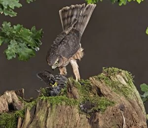 Sparrowhawk - immature male on stump with prey