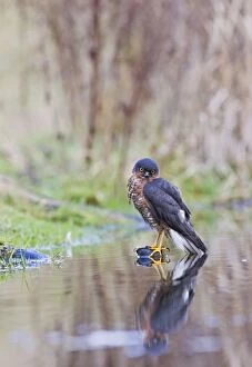 Images Dated 28th January 2012: Sparrowhawk - male bathing