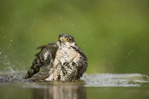 Sparrowhawk - male bathing in forest pool Accipiter nisus Hungary BI19735