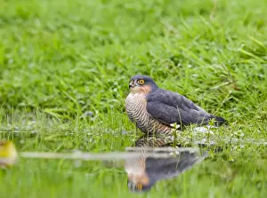 Sparrowhawk - male bathing in pond - Bedfordshire UK 11337