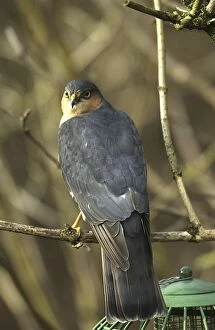 Images Dated 31st January 2005: Sparrowhawk - Male by bird feeder, UK