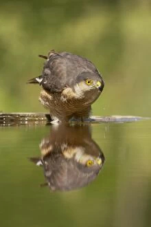Sparrowhawk - male drinking at forest pool