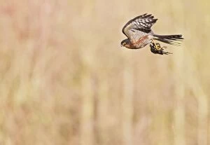 Images Dated 28th January 2012: Sparrowhawk - male in flight with Chaffinch