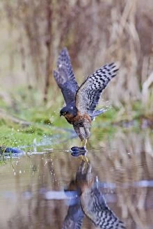 Images Dated 28th January 2012: Sparrowhawk - male landing on branch in pond