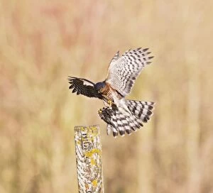Images Dated 28th January 2012: Sparrowhawk - male landing on post with Chaffinch