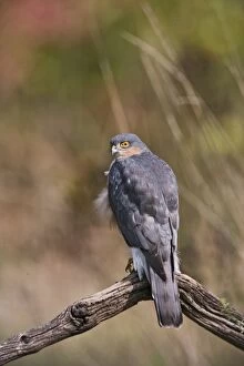 Images Dated 30th September 2010: Sparrowhawk - male on perch - Bedfordshire UK 11178