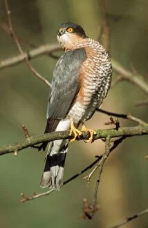 SparrowHAWK - male, perched, front-view twisting head