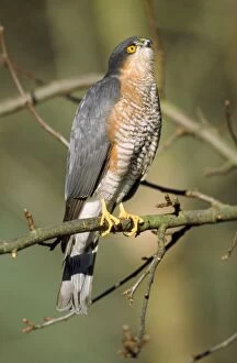 SparrowHAWK - male, perched, looking up and forwards